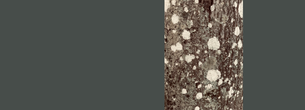 Abstract detail of tree bark, reflecting grounded clarity and the quiet power of saying no.