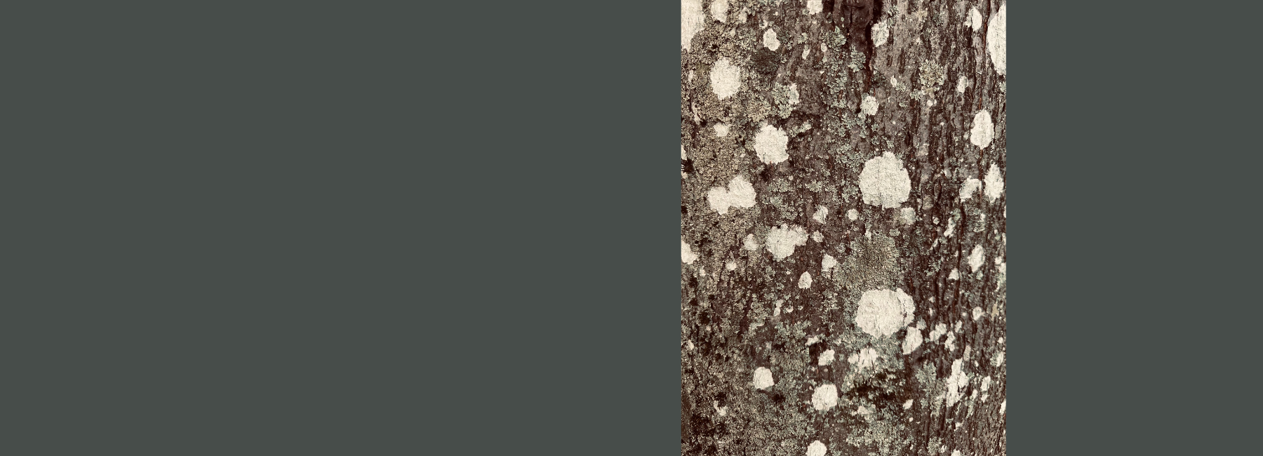 Abstract detail of tree bark, reflecting grounded clarity and the quiet power of saying no.