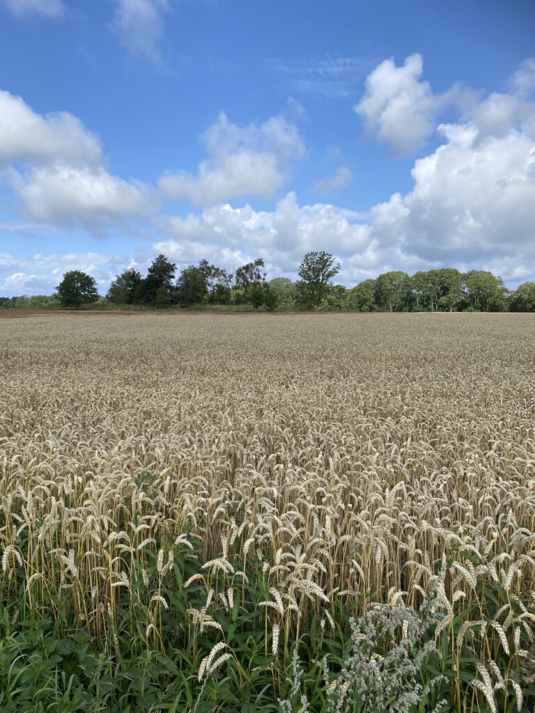 Meditation Newsletter