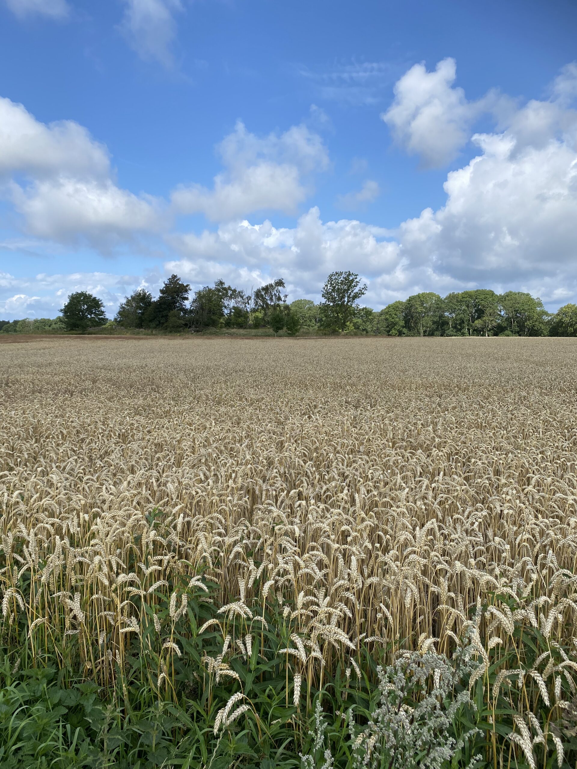 Meditation Newsletter